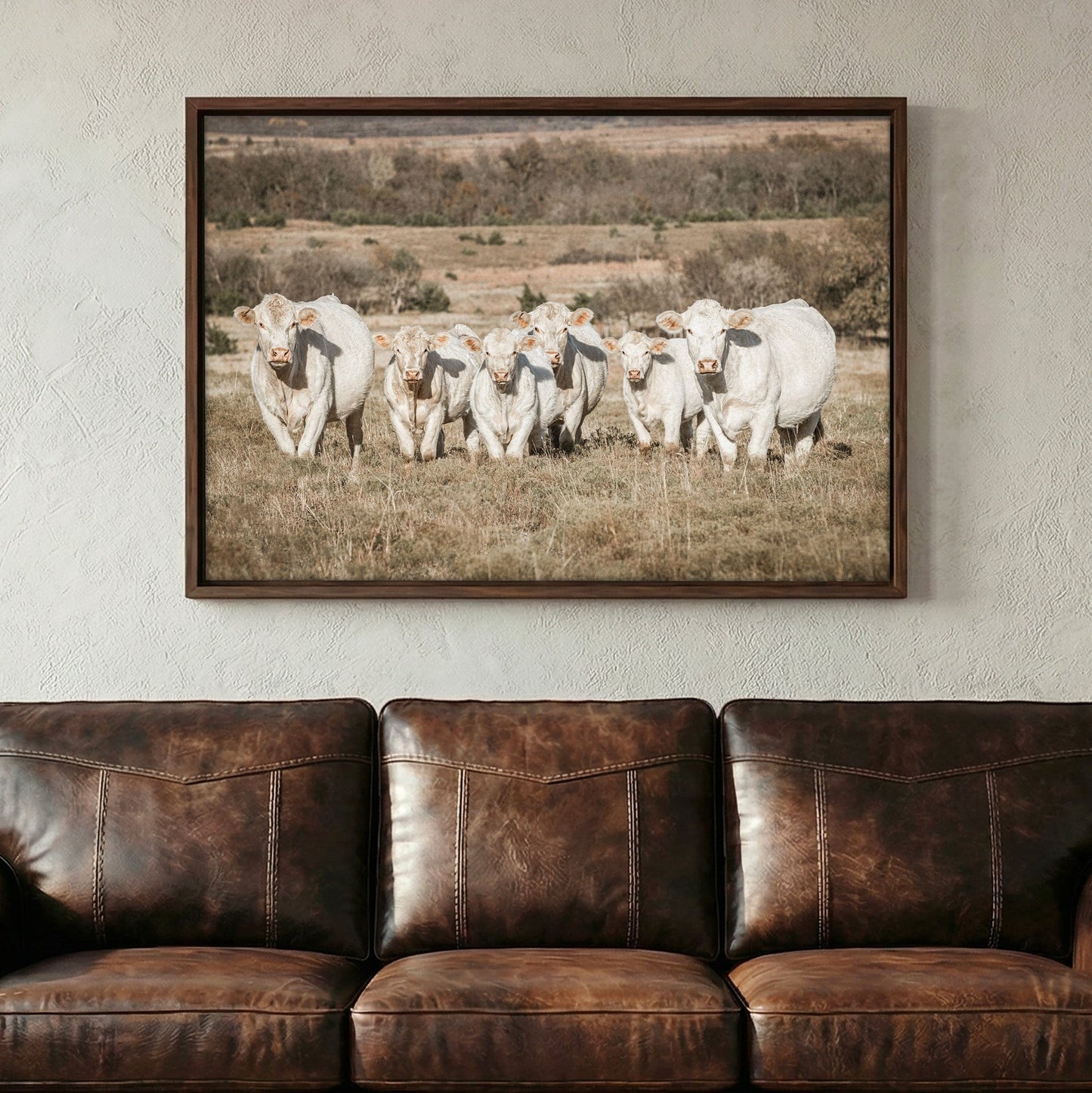 Charolais Cattle Canvas Print Wall Art Teri James Photography
