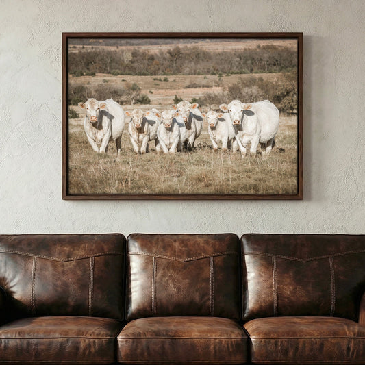 Charolais Cattle Canvas Print Wall Art Teri James Photography