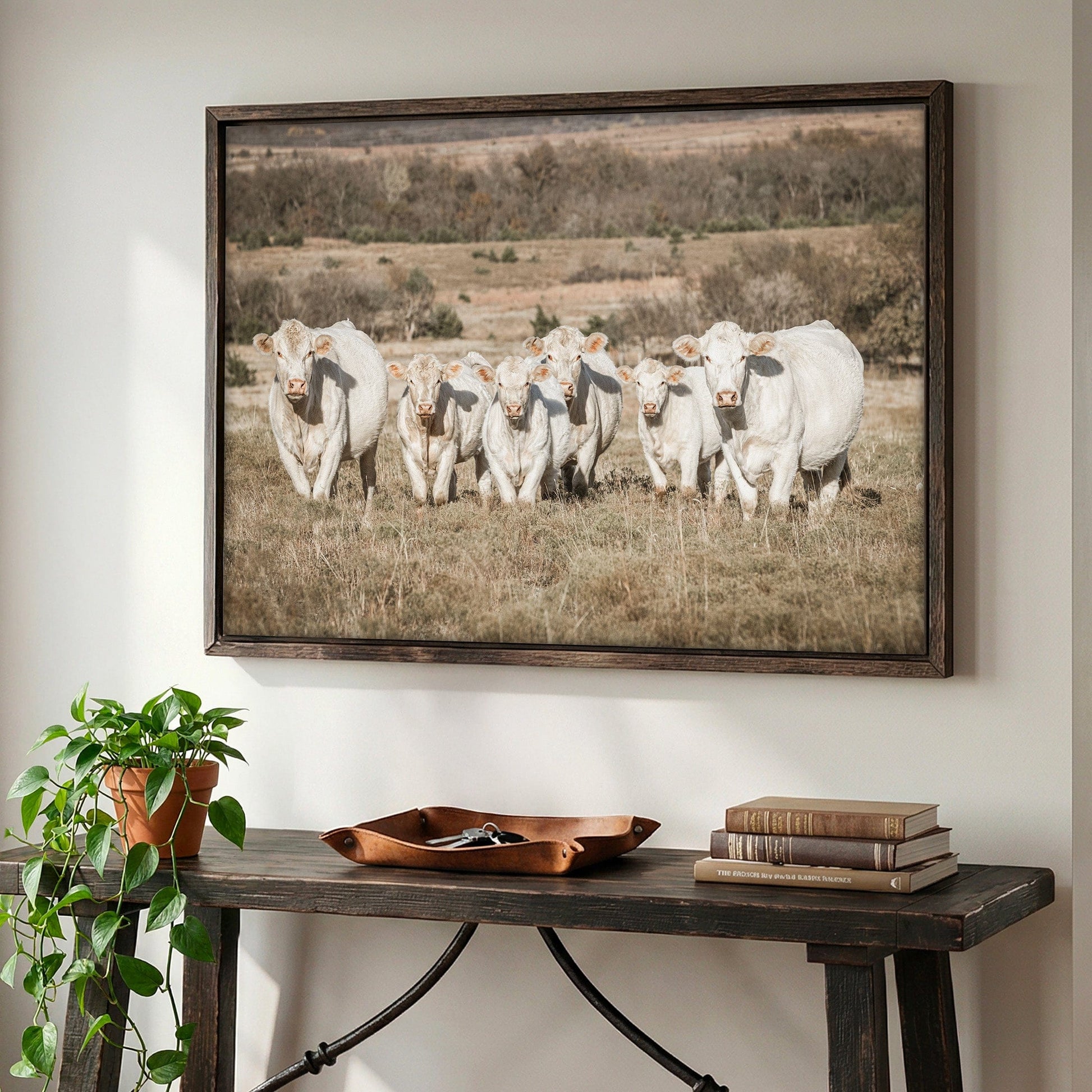 Charolais Cattle Canvas Print Wall Art Teri James Photography