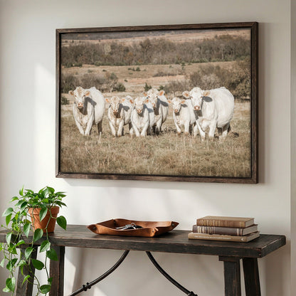 Charolais Cattle Canvas Print Wall Art Teri James Photography