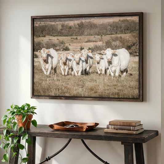 Charolais Cattle Canvas Print Wall Art Teri James Photography