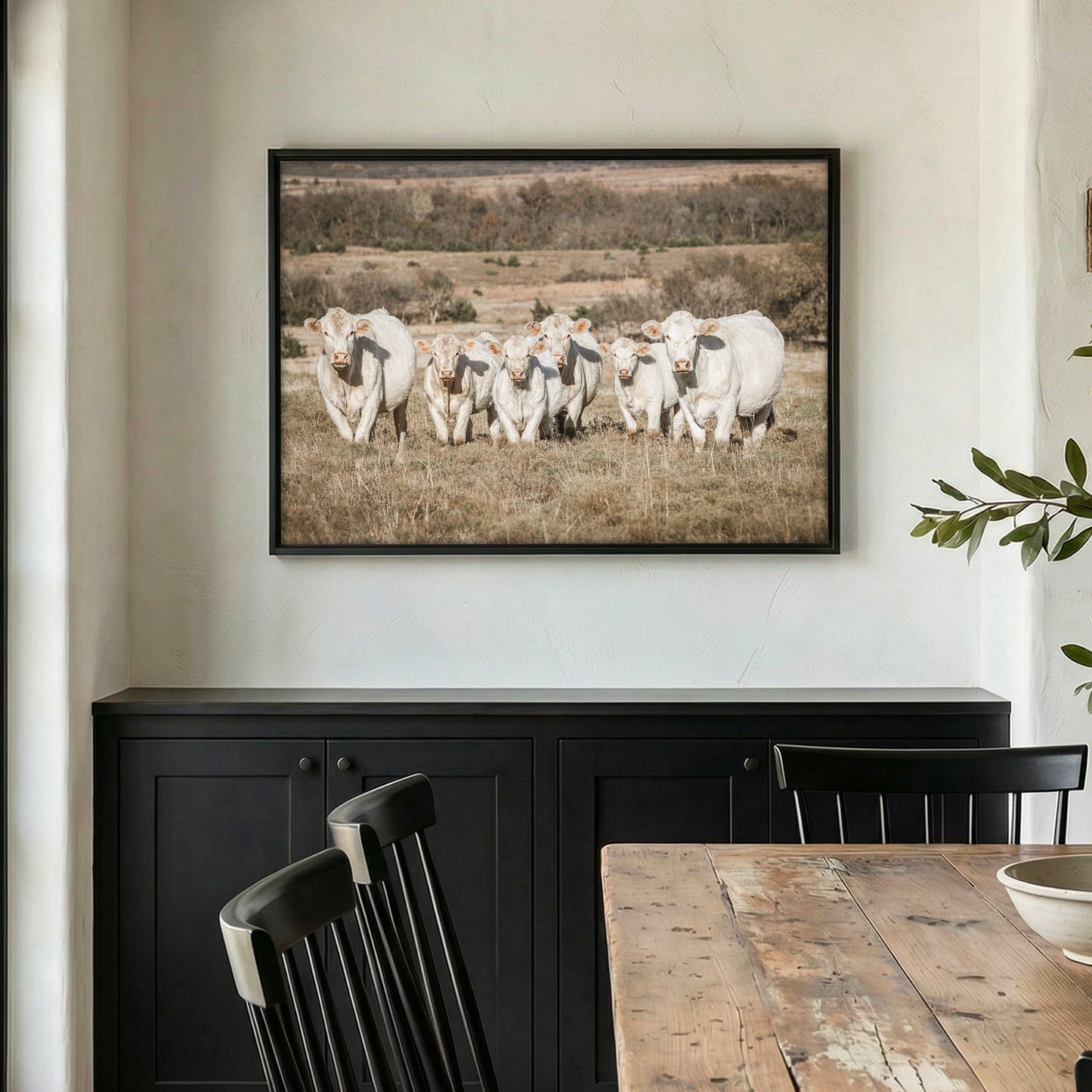 Charolais Cattle Canvas Print Wall Art Teri James Photography