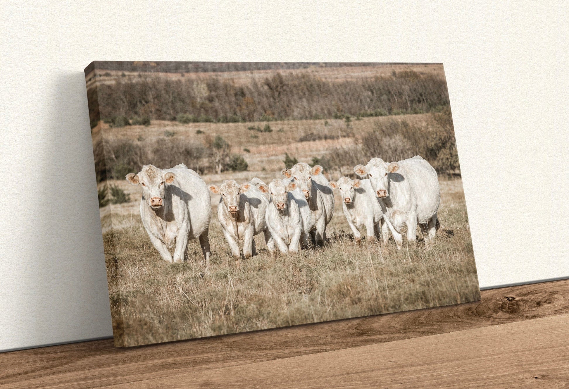 Charolais Cattle Canvas Print Canvas-Unframed / 12 x 18 Inches Wall Art Teri James Photography