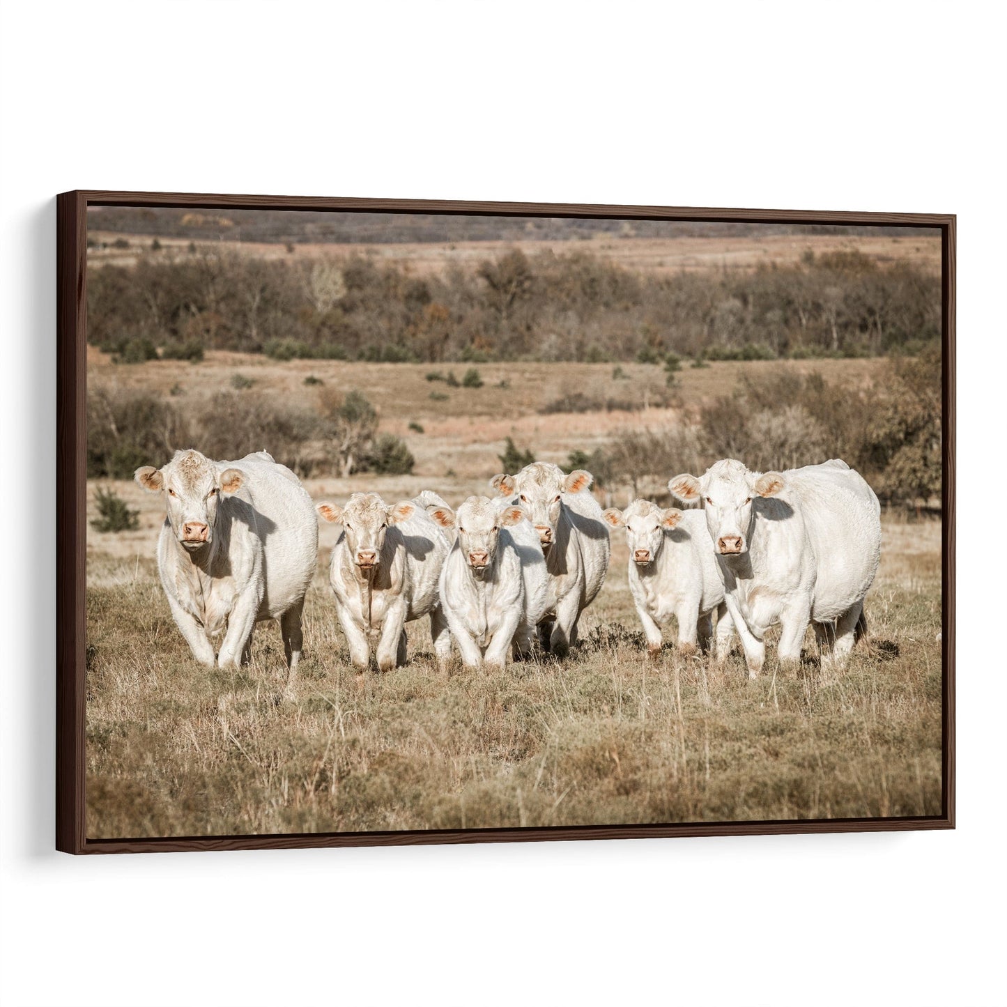 Charolais Cattle Canvas Print Wall Art Teri James Photography