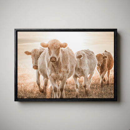 Charolais Cattle Canvas – Rustic Farmhouse Wall Art