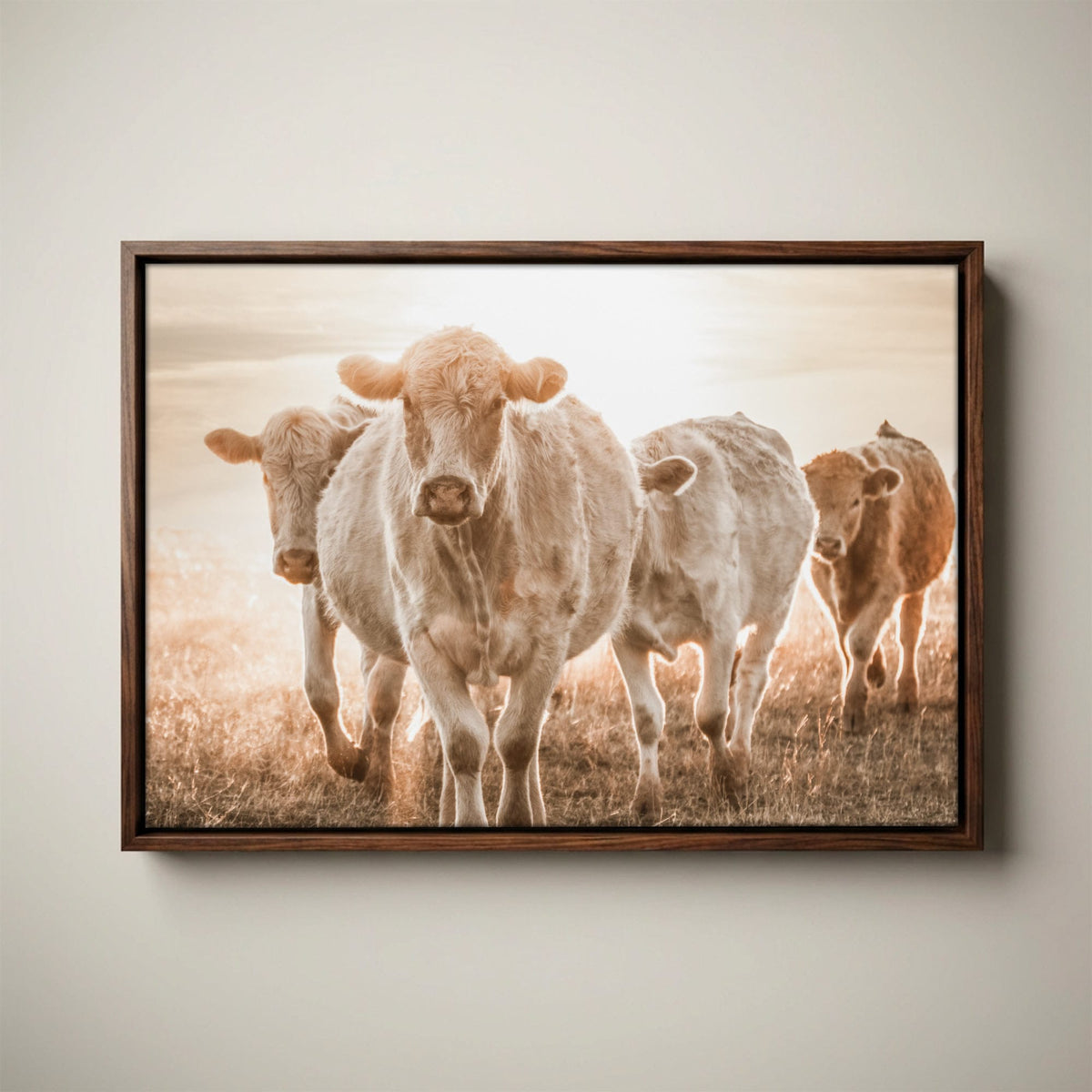 Charolais Cattle Canvas – Rustic Farmhouse Wall Art