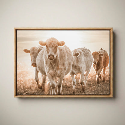 Charolais Cattle Canvas – Rustic Farmhouse Wall Art Canvas-Natural Oak Float Frame / 12 x 18 Inches