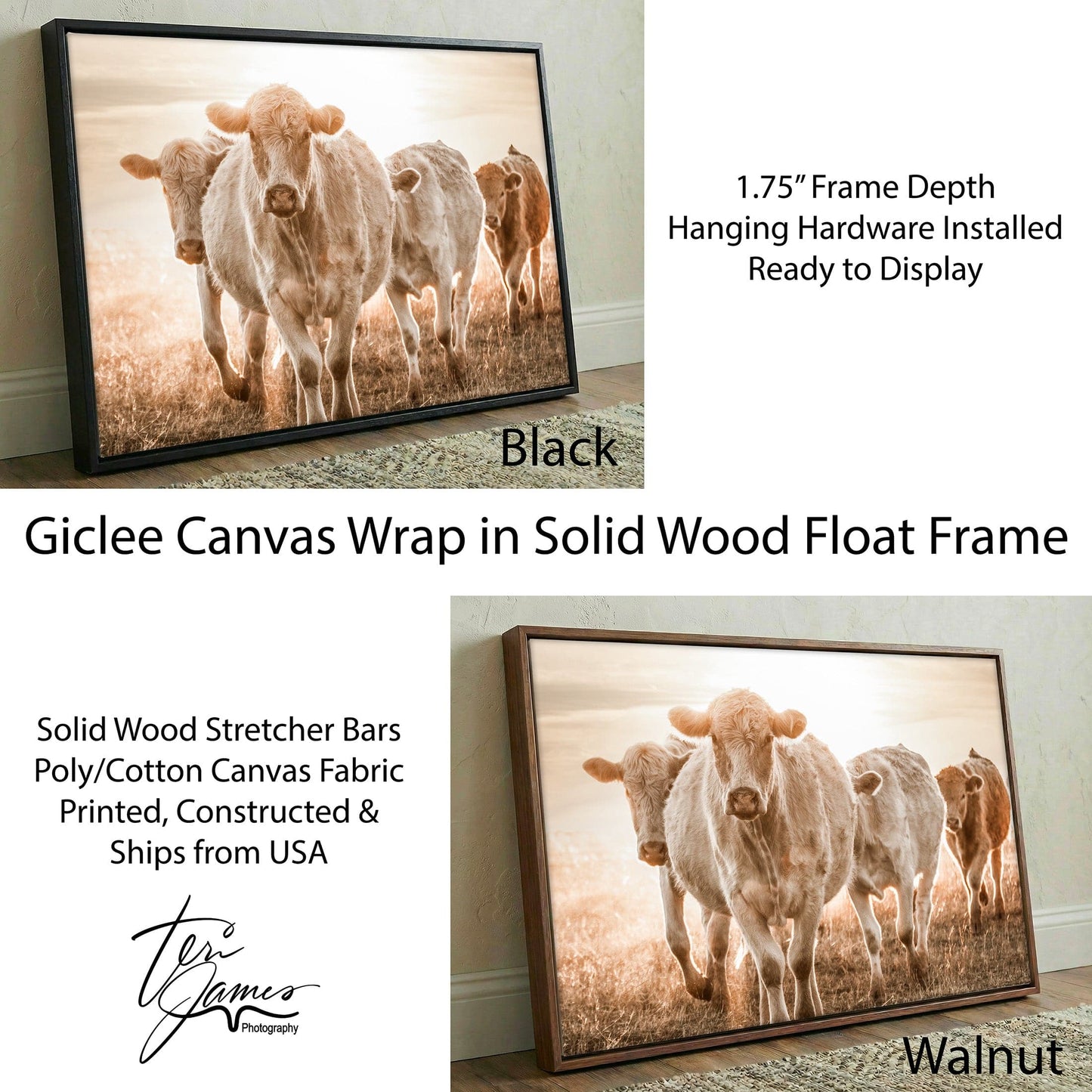 Charolais Cattle Canvas – Rustic Farmhouse Wall Art With Earth Tone Muted Colors Canvas-Black Frame / 12 x 18 Inches Wall Art Teri James Photography