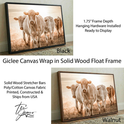 Charolais Cattle Canvas – Rustic Farmhouse Wall Art With Earth Tone Muted Colors Canvas-Black Frame / 12 x 18 Inches Wall Art Teri James Photography