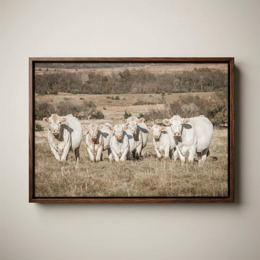 Charolais Cattle Canvas - Western Wall Art High Quality Photo Print