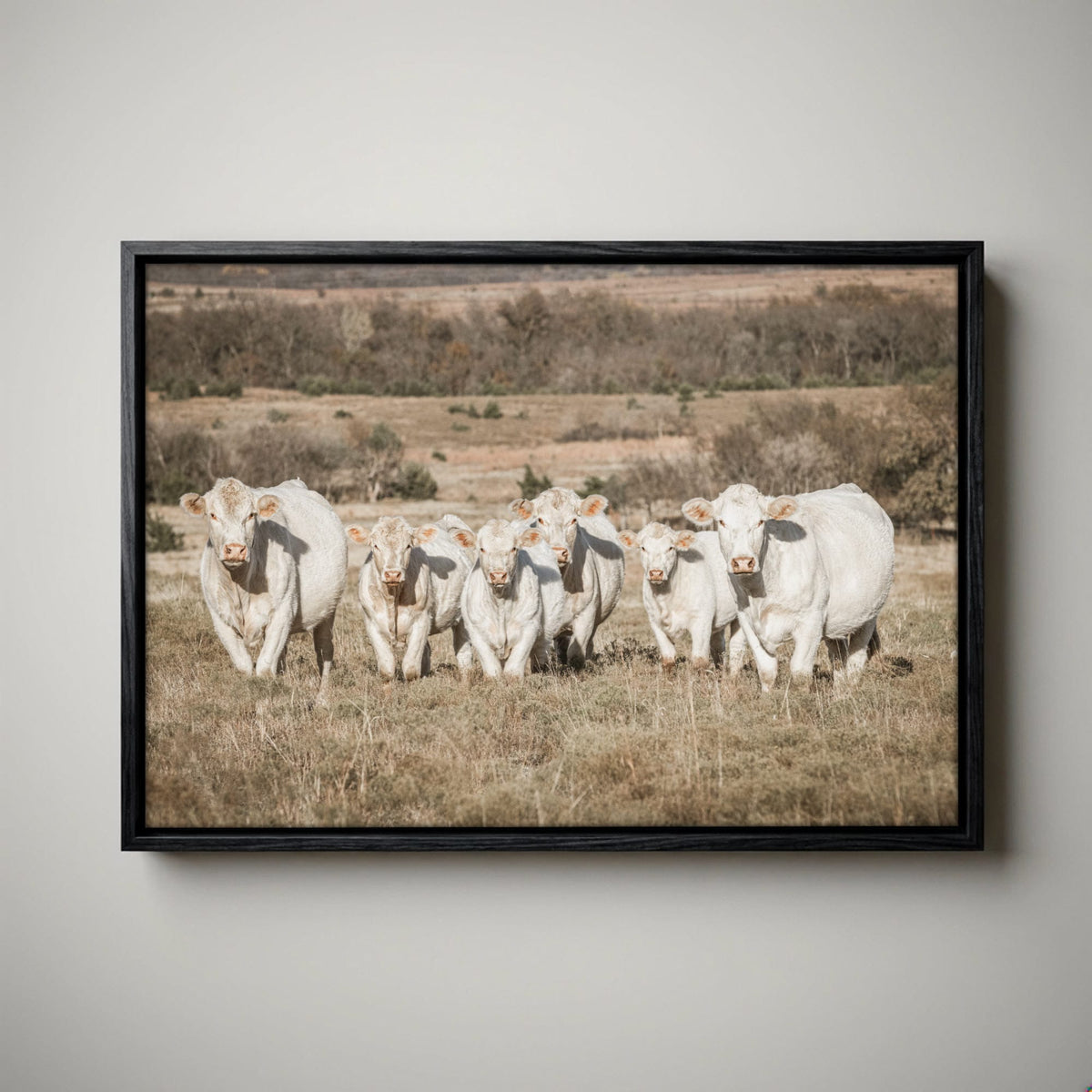 Charolais Cattle Canvas - Western Wall Art High Quality Photo Print