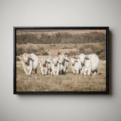 Charolais Cattle Canvas - Western Wall Art High Quality Photo Print
