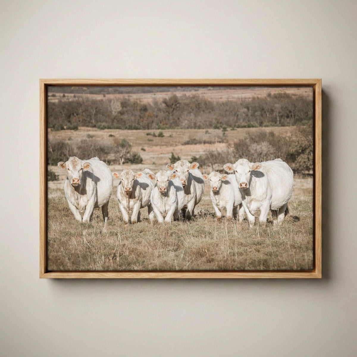 Charolais Cattle Canvas - Western Wall Art High Quality Photo Print Canvas-Natural Oak Float Frame / 12 x 18 Inches
