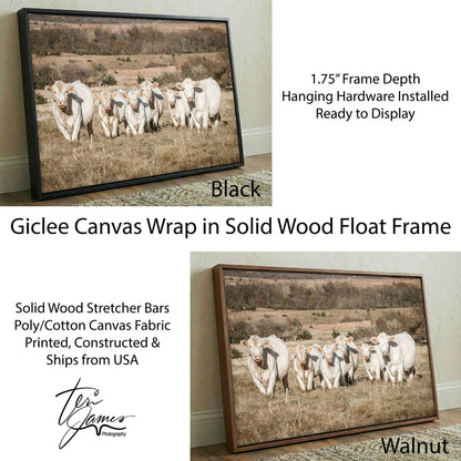 Charolais Cattle Canvas - Western Wall Art With High Quality Photo Print Canvas-Black Frame / 12 x 18 Inches Wall Art Teri James Photography