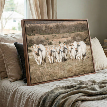 Charolais Cattle Canvas - Western Wall Art With High Quality Photo Print Wall Art Teri James Photography
