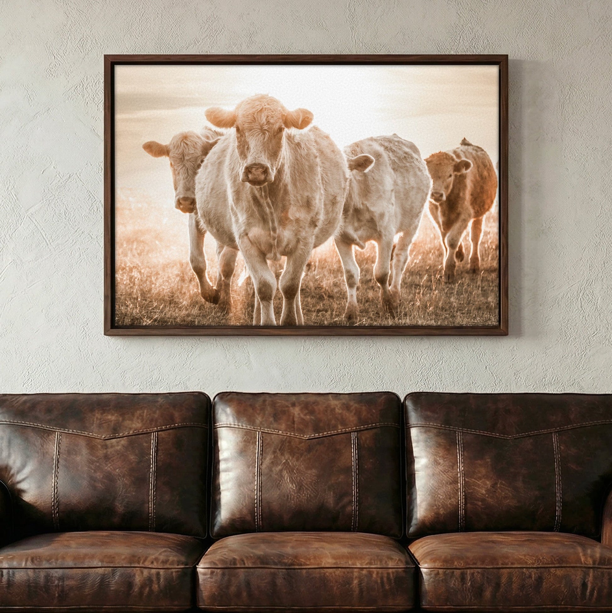 Charolais Cattle Wall Canvas Wall Art Teri James Photography