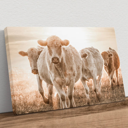 Charolais Cattle Wall Canvas Canvas-Unframed / 12 x 18 Inches Wall Art Teri James Photography