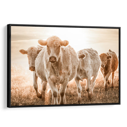 Charolais Cattle Wall Canvas Canvas-Black Frame / 12 x 18 Inches Wall Art Teri James Photography