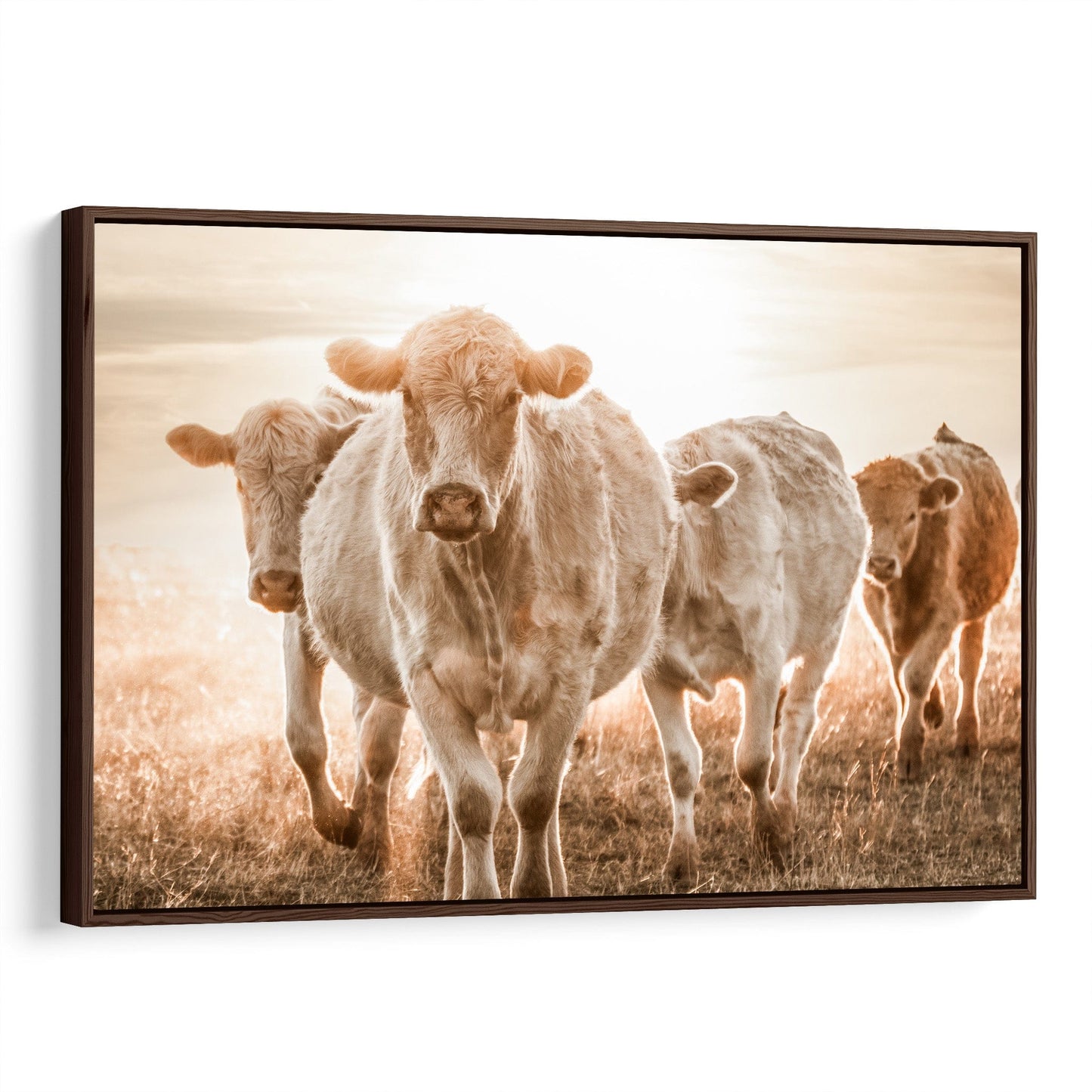 Charolais Cattle Wall Canvas Canvas-Walnut Frame / 12 x 18 Inches Wall Art Teri James Photography