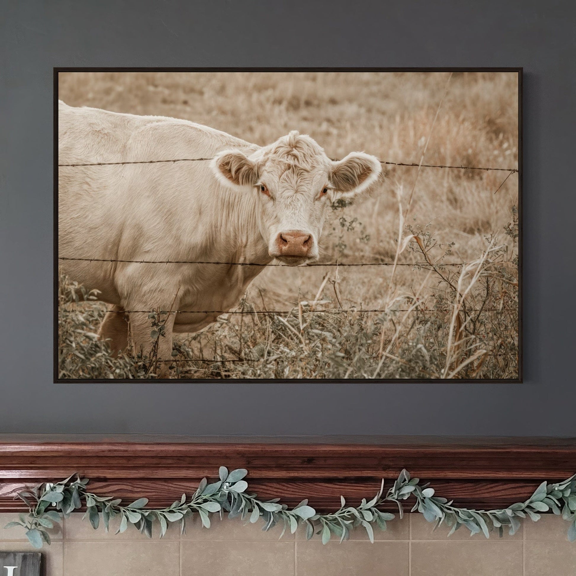 Charolais Cow Canvas Print Wall Art Teri James Photography