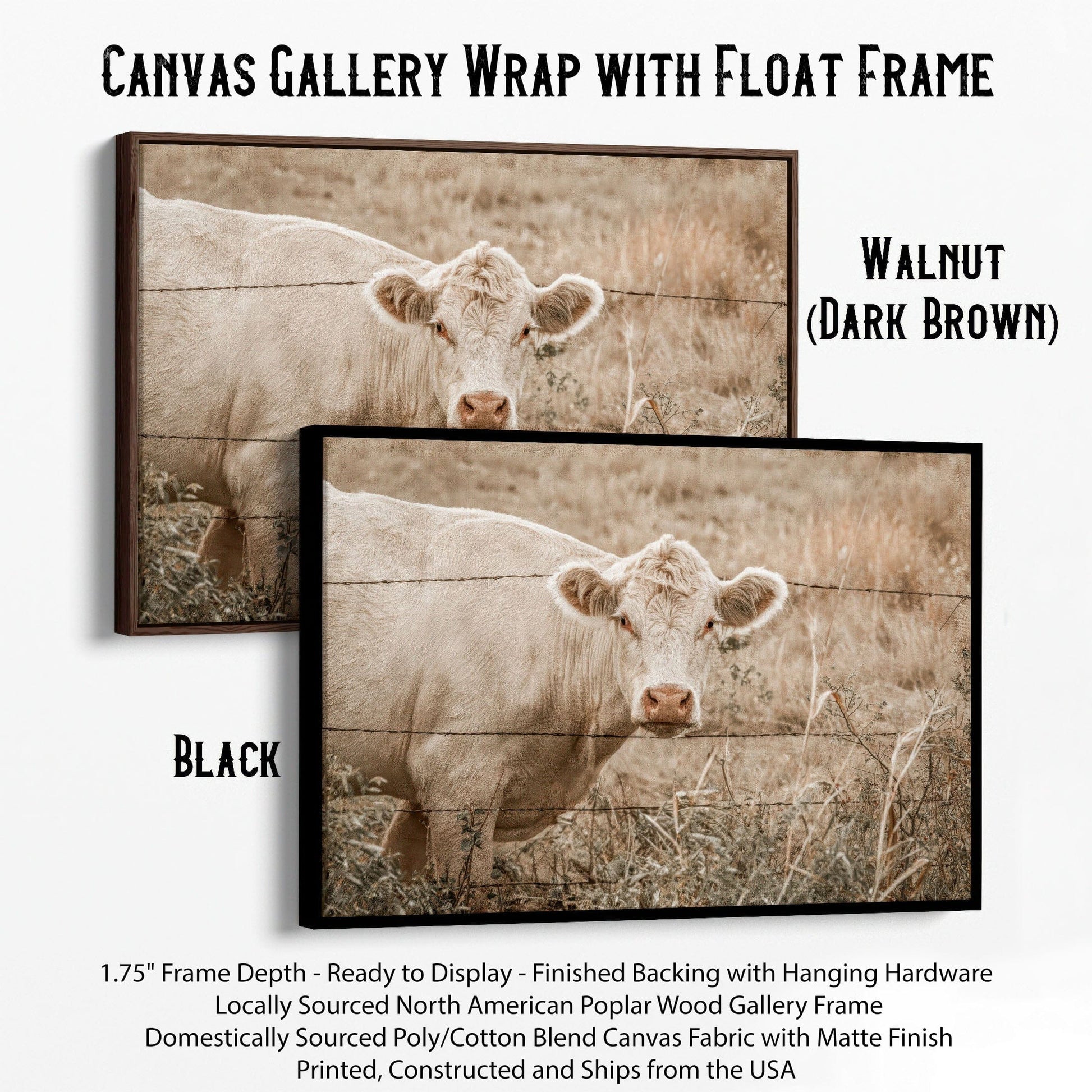 Charolais Cow Canvas Print Canvas-Black Frame / 12 x 18 Inches Wall Art Teri James Photography