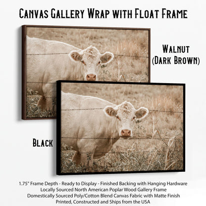 Charolais Cow Canvas Print Canvas-Black Frame / 12 x 18 Inches Wall Art Teri James Photography