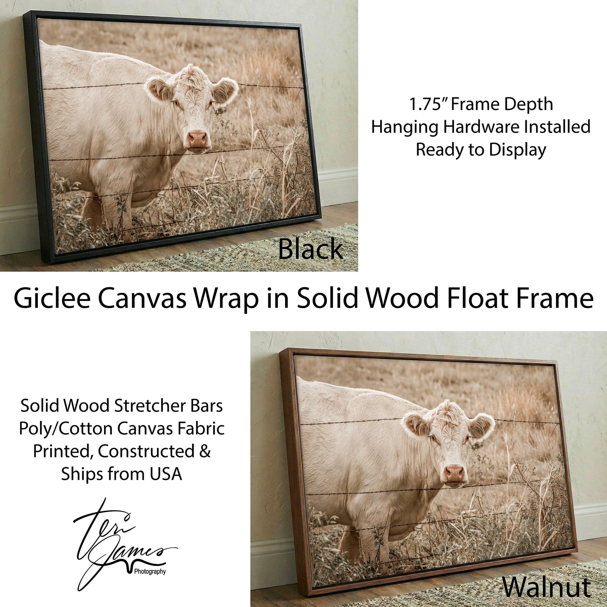 Charolais Cow Canvas Print – Western Wall Art Rustic Farmhouse Decor Canvas-Black Frame / 12 x 18 Inches Wall Art Teri James Photography