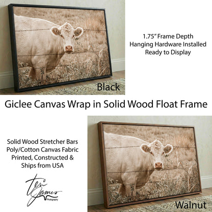Charolais Cow Canvas Print – Western Wall Art Rustic Farmhouse Decor Canvas-Black Frame / 12 x 18 Inches Wall Art Teri James Photography