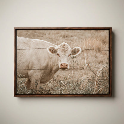 Charolais Cow Canvas Print – Western Wall Art Rustic