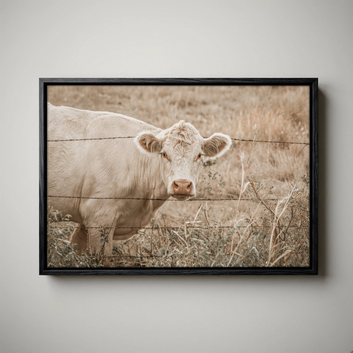 Charolais Cow Canvas Print – Western Wall Art Rustic