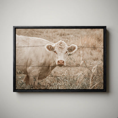 Charolais Cow Canvas Print – Western Wall Art Rustic