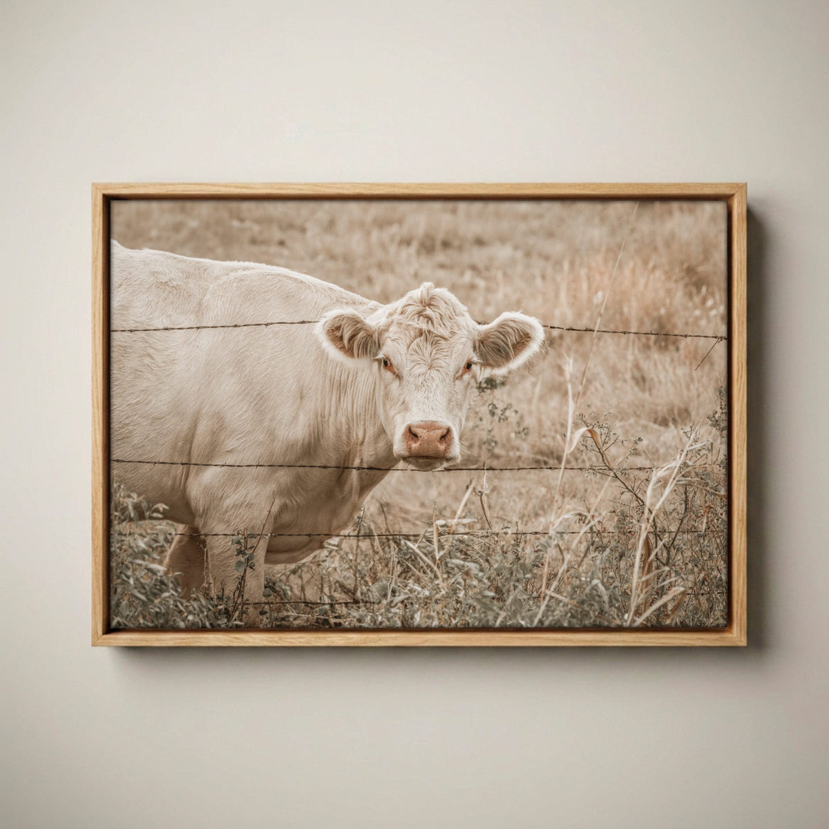Charolais Cow Canvas Print – Western Wall Art Rustic Canvas-Natural Oak Float Frame / 12 x 18 Inches