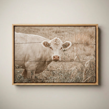 Charolais Cow Canvas Print – Western Wall Art Rustic Canvas-Natural Oak Float Frame / 12 x 18 Inches