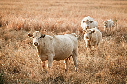 Charolais Cows - Western Cattle Artwork Paper Photo Print / 12 x 18 Inches Wall Art Teri James Photography