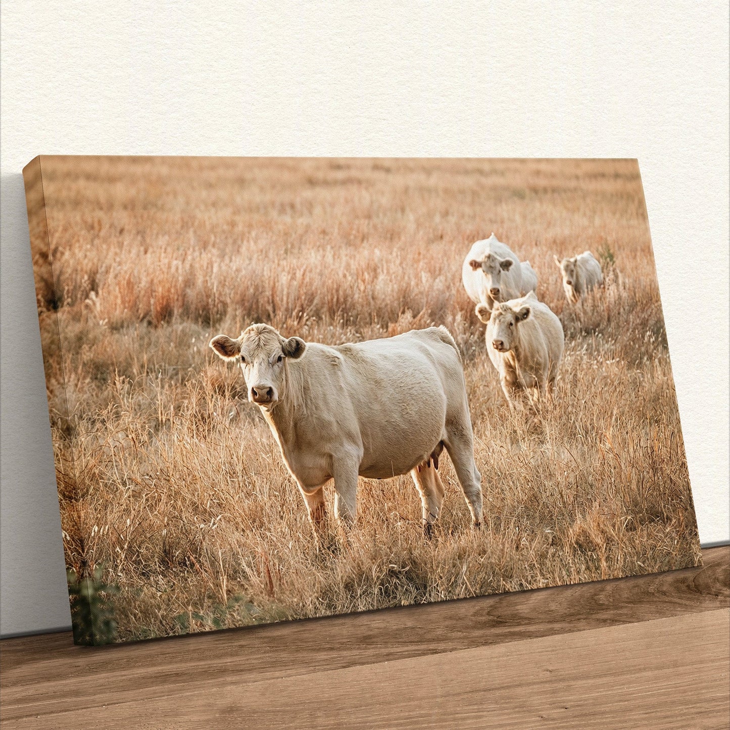 Charolais Cows - Western Cattle Artwork Canvas-Unframed / 12 x 18 Inches Wall Art Teri James Photography