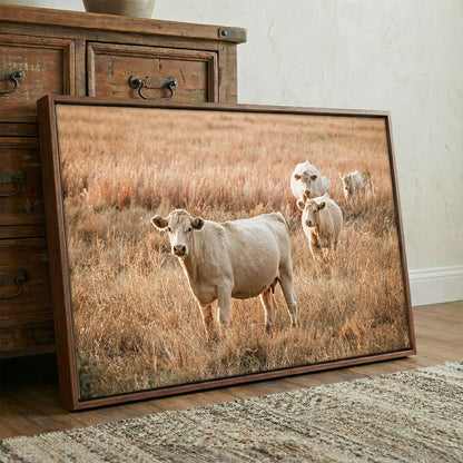 Charolais Cows - Western Cattle Artwork Wall Art Teri James Photography