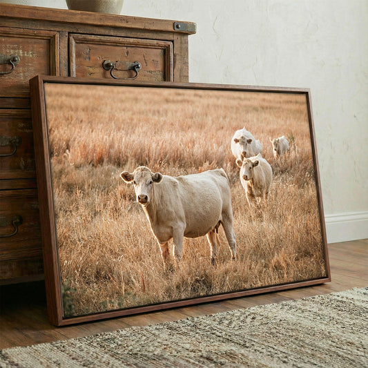 Charolais Cows - Western Cattle Artwork Wall Art Teri James Photography