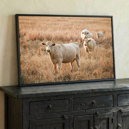 Charolais Cows - Western Cattle Artwork Wall Art Teri James Photography