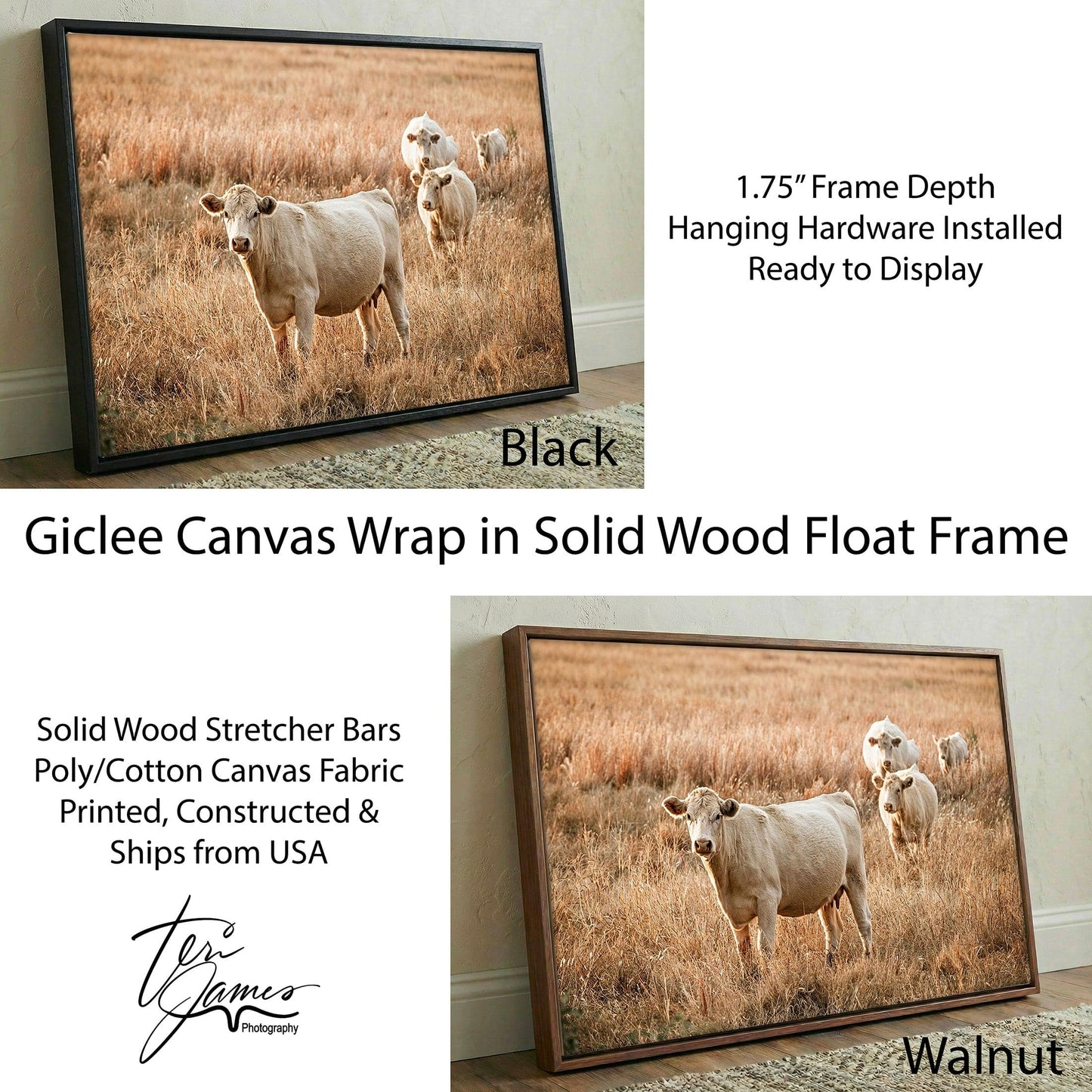 Charolais Cows - Western Cattle Artwork Canvas-Black Frame / 12 x 18 Inches Wall Art Teri James Photography