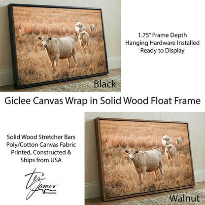 Charolais Cows - Western Cattle Artwork Canvas-Black Frame / 12 x 18 Inches Wall Art Teri James Photography