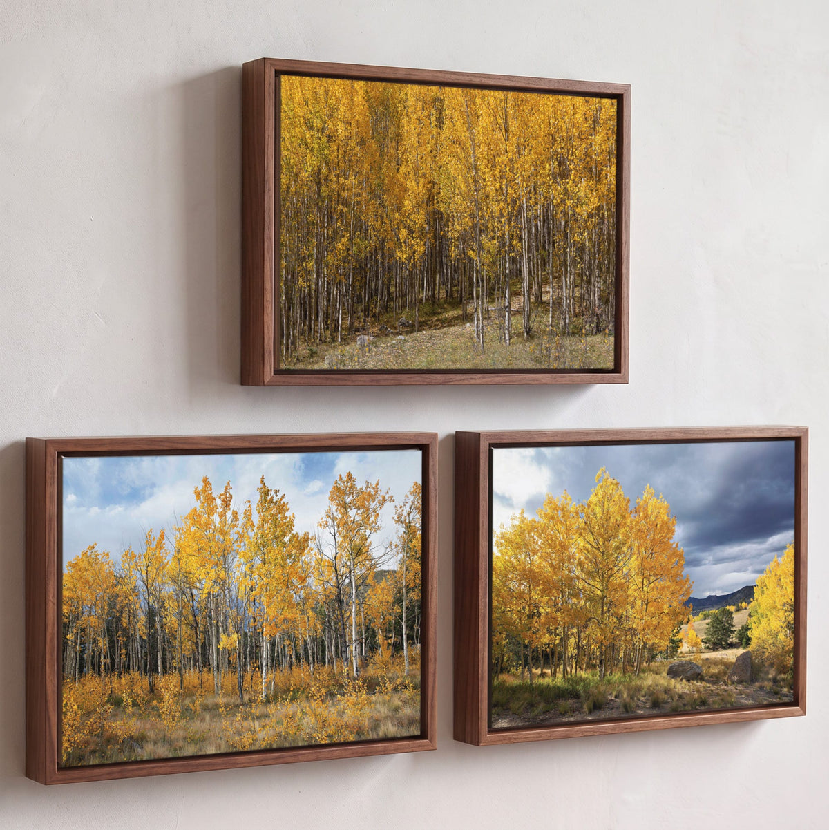 Colorado Aspen Trees - Autumn Landscape Wall Art - Set of 3 Canvas-Walnut Float Frame (Set of 3) / 12 x 18 Inches