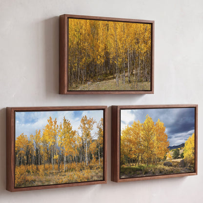 Colorado Aspen Trees - Autumn Landscape Wall Art - Set of 3 Canvas-Walnut Float Frame (Set of 3) / 12 x 18 Inches