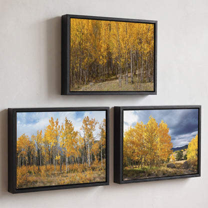 Colorado Aspen Trees - Autumn Landscape Wall Art - Set of 3 Canvas-Black Float Frame (Set of 3) / 12 x 18 Inches