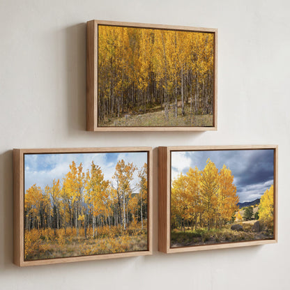 Colorado Aspen Trees - Autumn Landscape Wall Art - Set of 3 Canvas-Natural Oak Float Frame (Set of 3) / 12 x 18 Inches
