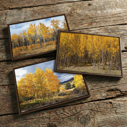 Colorado Aspen Trees - Autumn Landscape Wall Art - Set of 3
