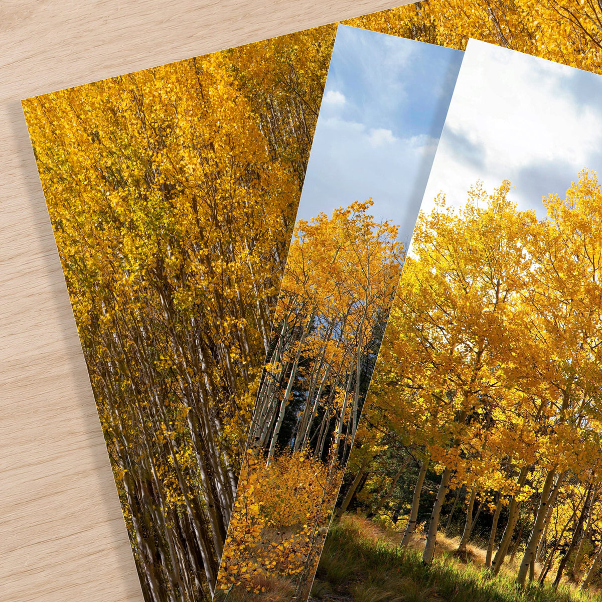 Colorado Aspen Trees - Autumn Landscape Wall Art - Set of 3 Paper Photo Print (Set of 3) / 12 x 18 Inches