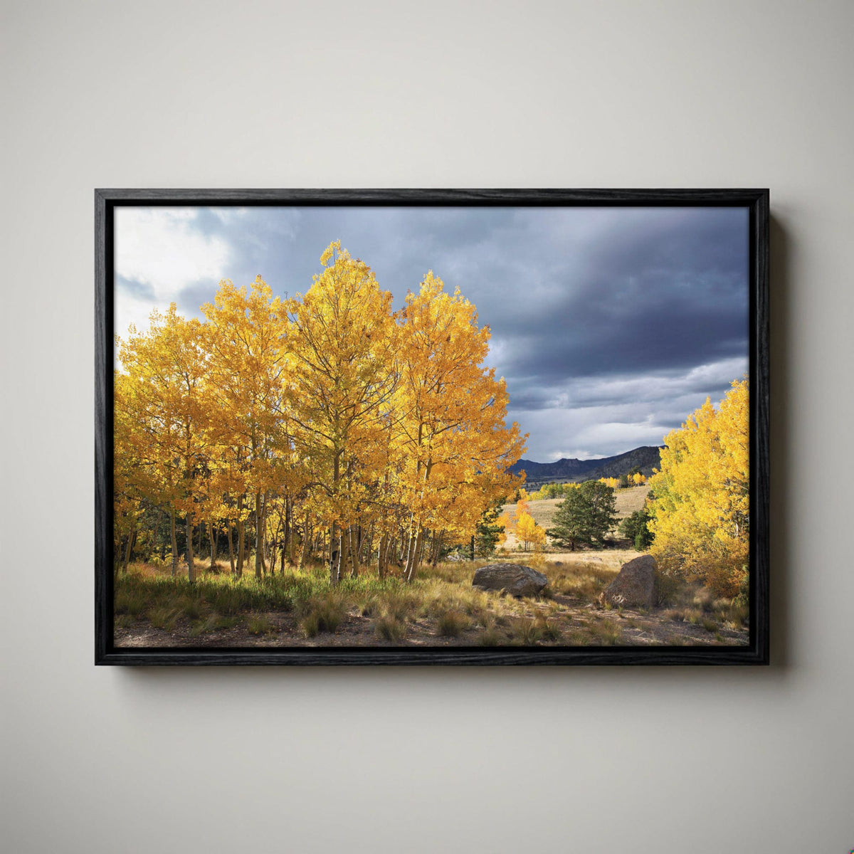 Colorado Landscape - Fall Aspen Trees