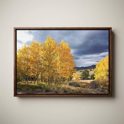 Colorado Landscape - Fall Aspen Trees