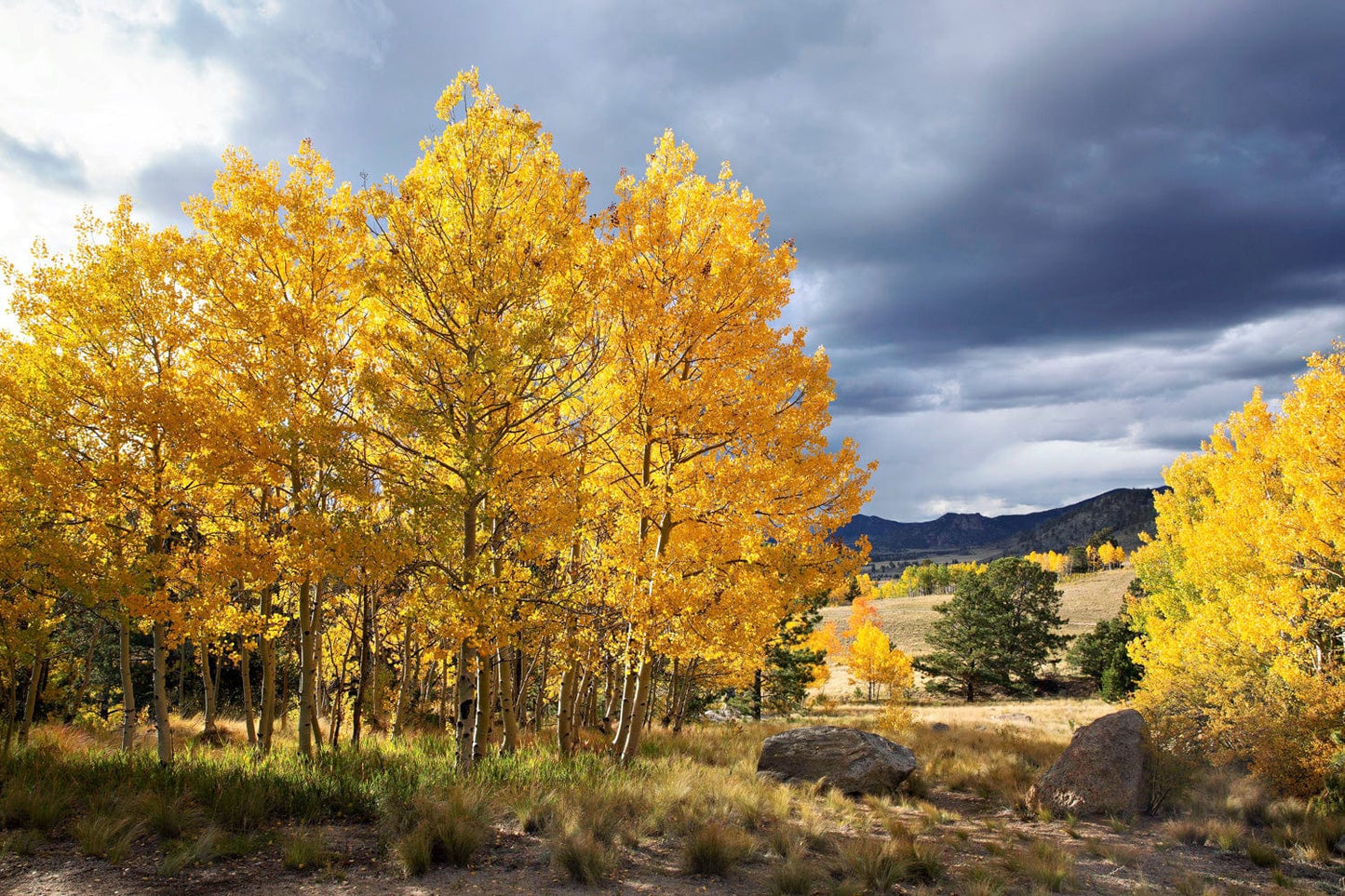 Colorado Landscape - Fall Aspen Trees Paper Photo Print / 12 x 18 Inches Wall Art Teri James Photography