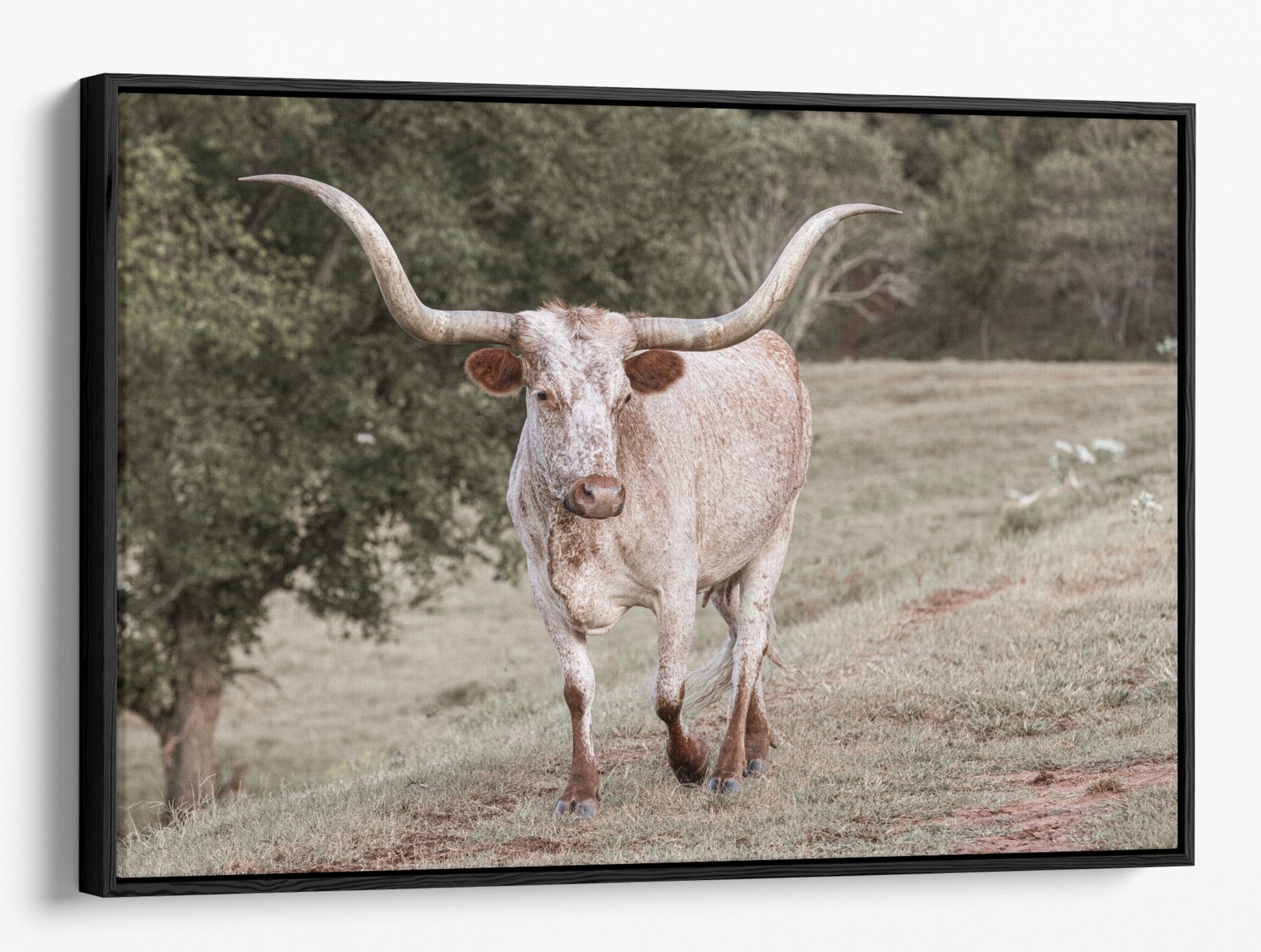 Texas Longhorn Farmhouse Wall Canvas Canvas-Black Frame / 12 x 18 Inches Wall Art Teri James Photography